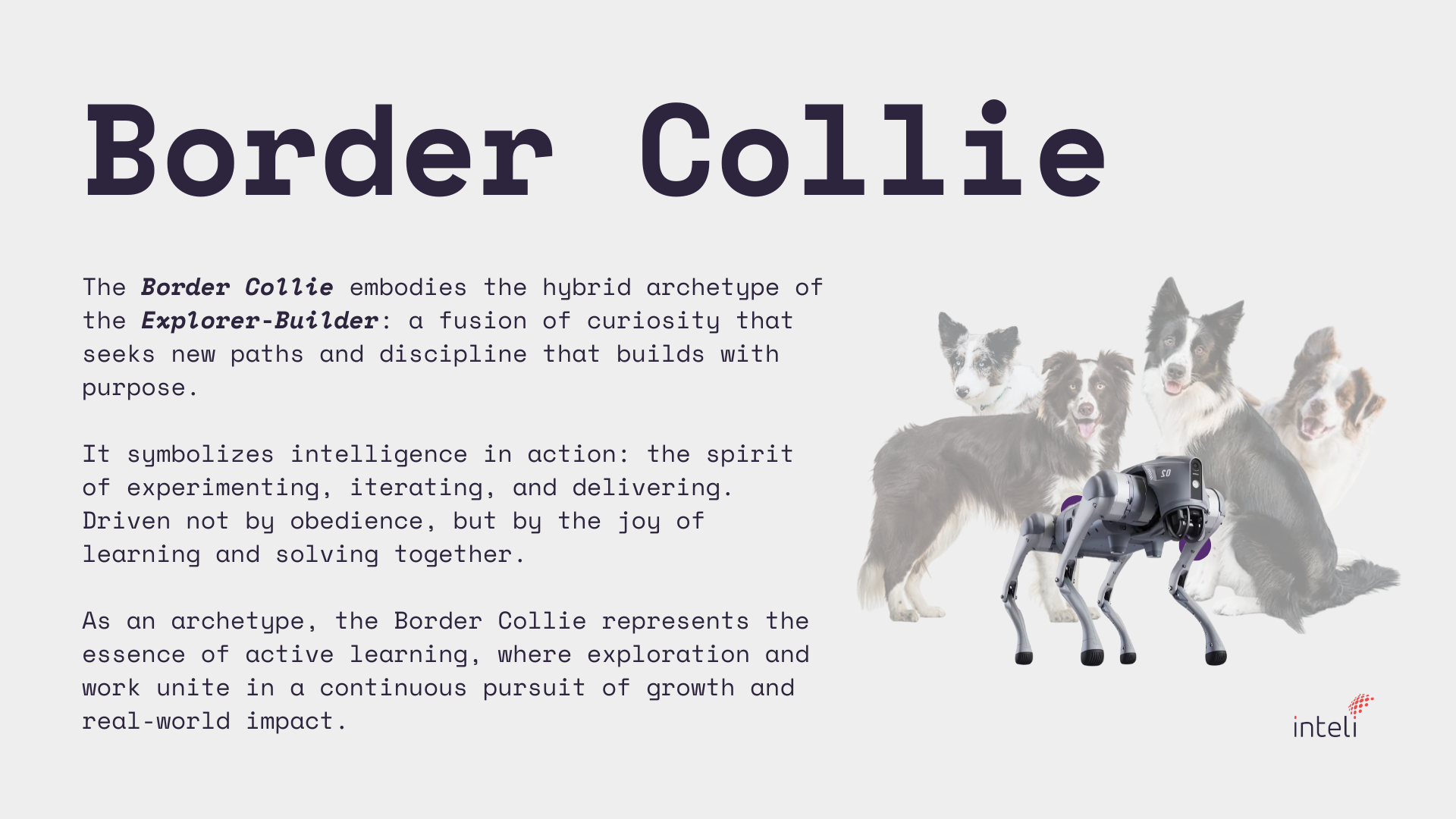 Border Collie